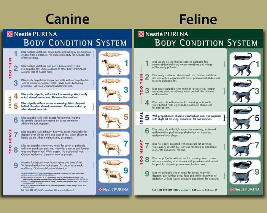 Nutrition Animal Hospital Pet Care Wilkes Barre PA Shoemaker Vet