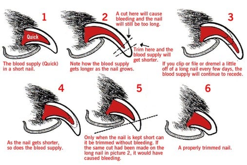 Dog and cat nail trimming diagram