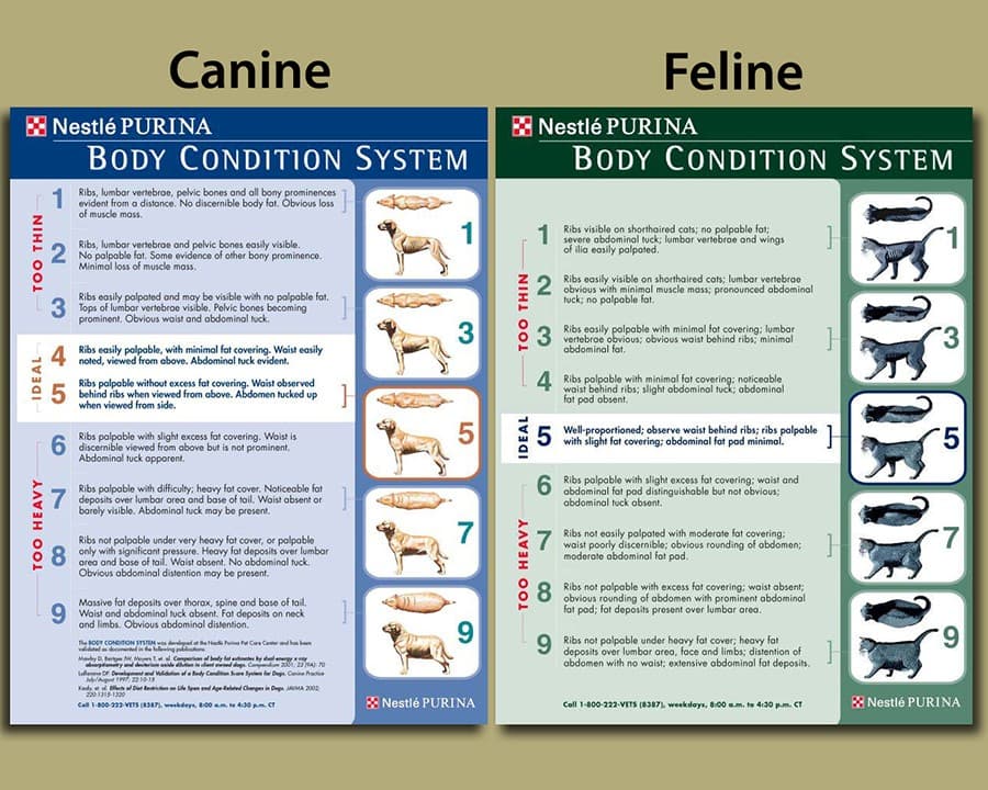 Canine and Feline Pet Body Condition System - Pet Nutrition - Animal Care