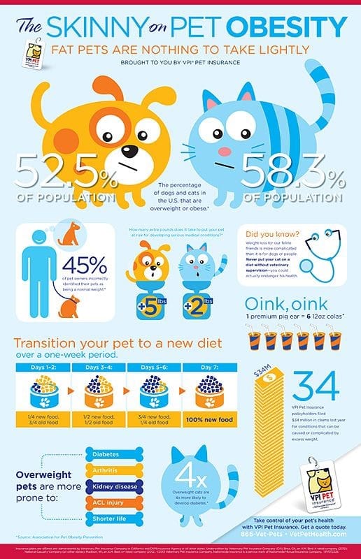 Pet obesity - pet nutrition - pet care