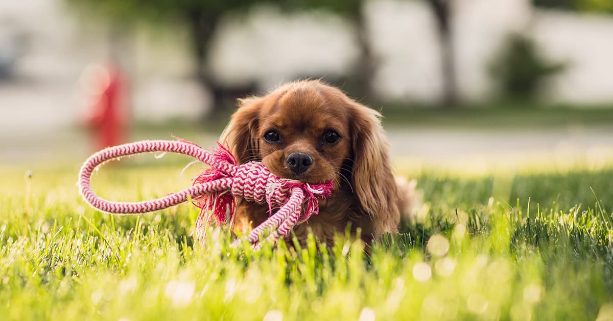 vet puppy toy