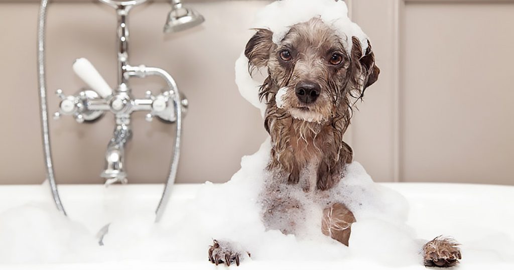 Soapy dog in bath - pet care - grooming - hygiene