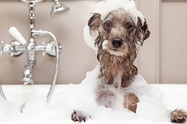 Soapy dog in bath - pet care - grooming - hygiene