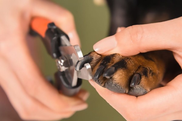 Person clipping pet dog's nails