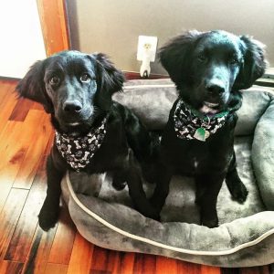 Two black dogs wearing bandannas after being groomed