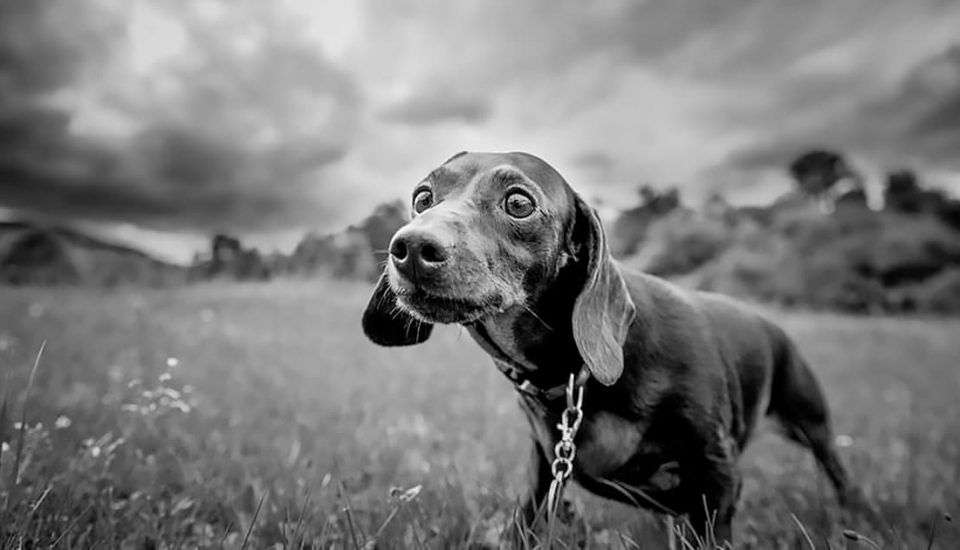 Anxious dog in storm