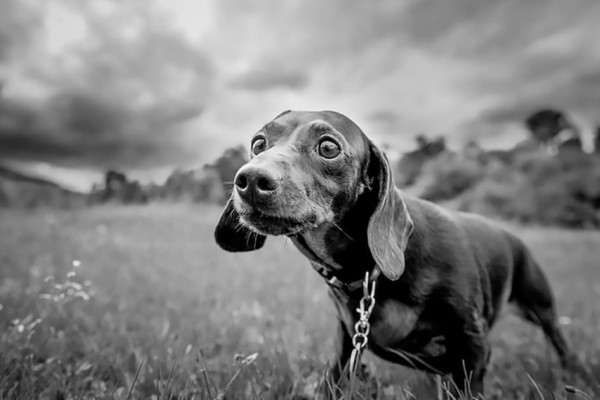 Anxious dog in storm