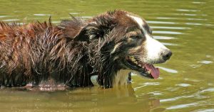 Dog getting cool in water