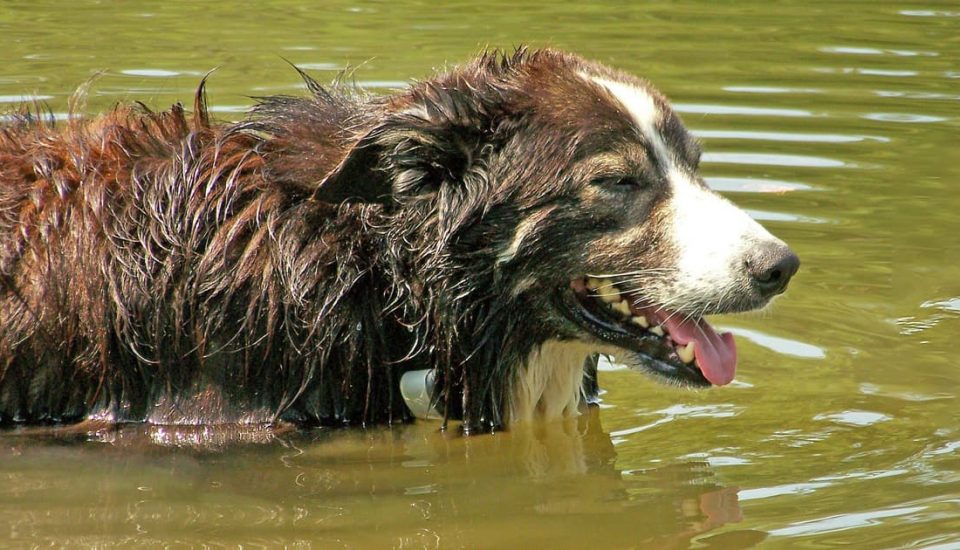 Dog getting cool in water