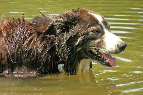 Dog getting cool in water